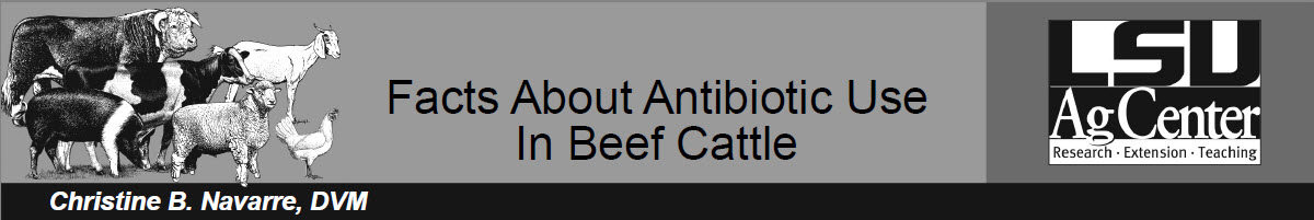 Facts About Antibiotic Use in Beef Cattle